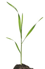 Fototapeta na wymiar Green spring young wheat with soil isolated on white background, with clipping path