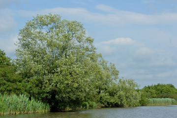 Panorama, wild view of Churia river in the swamps of Kolkheti National Park. A lot of reeds. Summer, green landscape Georgia country.  Nuphar lutea flowers. Panorama, wilderness view green landscape G