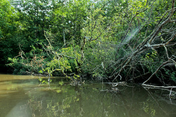 Panorama, wild view of Churia river in the swamps of Kolkheti National Park. A lot of reeds. Summer, green landscape Georgia country. View from canoe.