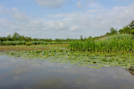 Yellow water-lily in summer of Churia river in the swamps of Kolkheti National Park. A lot of reeds. Nuphar lutea flowers. Panorama, wild view green landscape Georgia country.