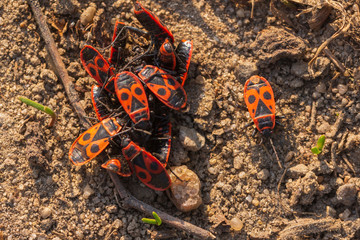 Feuerkäfer bei der Paarung