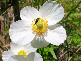 Obraz premium a blooming white summer flower with a yellow core and a black beetle