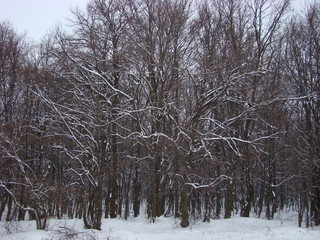 trees in winter