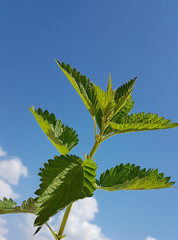 nettle leaves isolated  on the sky blue background