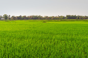 Obraz premium Green large paddy fields or land, near village in India