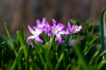 Purple spring flower on the ground with a beautiful bokeh