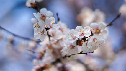 beautiful flowers of apricot tree, spring and sunny