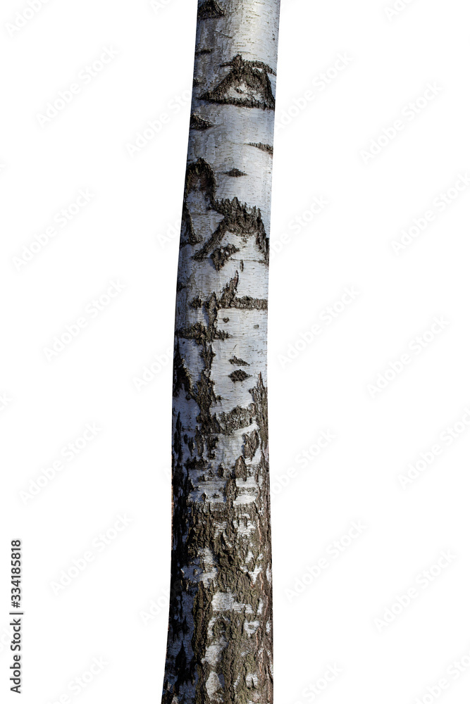 Canvas Prints birch isolated on white background