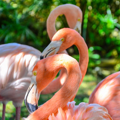 pink flamingos