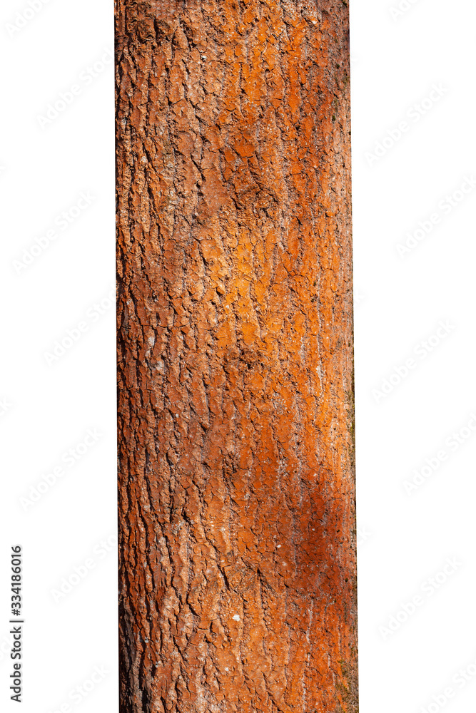 Poster natural tree trunk isolated on white background