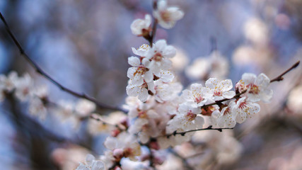 beautiful flowers of apricot tree, springtime and sunny