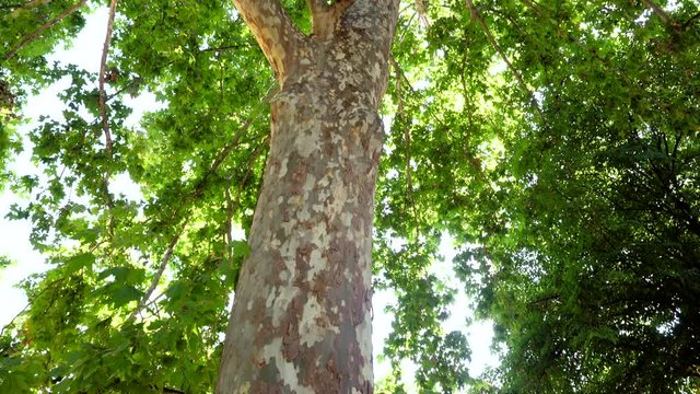 Tree crown and spotted bark of platanus orientalis. Tilted up view of beautiful tree growing in botanical garden in Madrid. Spain. 4K
