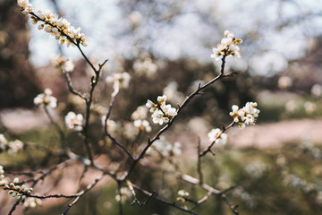 Ast mit Blüten und unscharfem Hintergrund