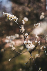 Ast mit Blüten und unscharfem Hintergrund