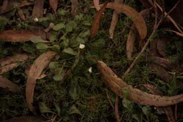 dried herbs and leaves on the ground