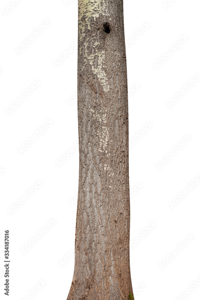 Poster  tree trunk isolated on white background