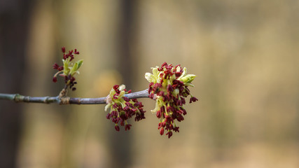 The first leaves in a sunny, spring quiet park