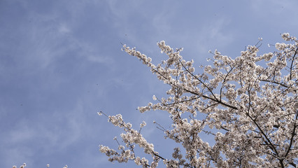 푸른 하늘 아래 예쁘게 핀 벚꽃