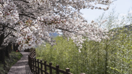 Fototapeta premium 벚꽃핀 섬진강길