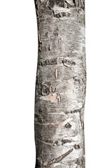 birch isolated on white background