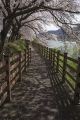 Fototapeta premium 아름다운 산책로