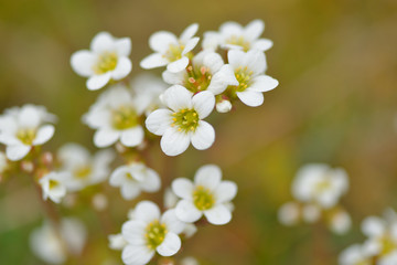 Blüte des Silberrosetten-Steinbrech	