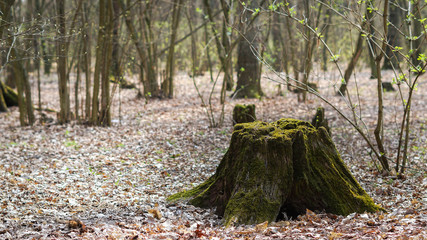 Old, moss-covered stump in a sunny, spring quiet forest