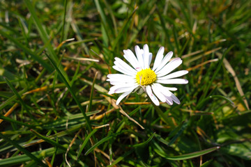 First daisy on spring meadow