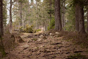 Mountain trail inside the forest. Beautiful scenic, romantic landscape. Roots of trees and stones on path in wild wood. Schwarzwald, Black Forest. Germany.