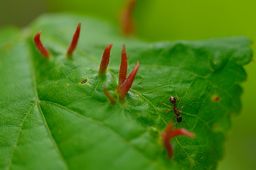 Gallen von der Art Eriophyes tiliae	
