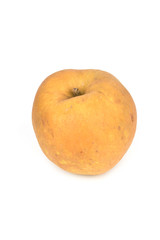 Grey hard Reinette Apple - Renetta, Rennet