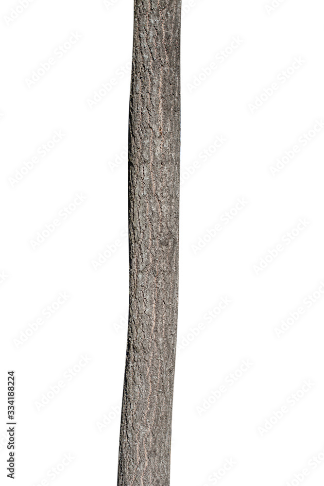 Poster natural tree trunk isolated on white background