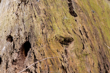 Verrotteter Baumstumpf 