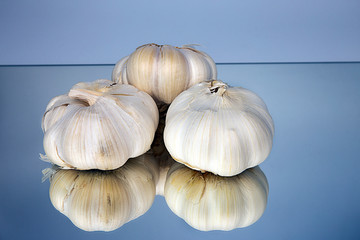 health source garlic
