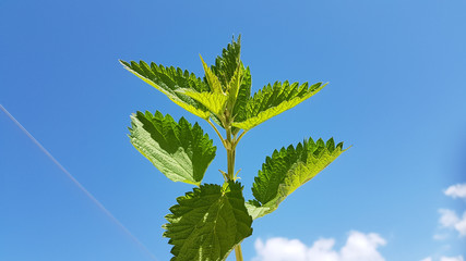 nettle leaves isolated  on the sky blue background