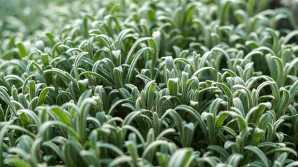 soft, lush cover of plants in sunny spring