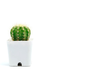 Green cactus in a white pot
