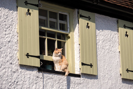 Cat on window cill