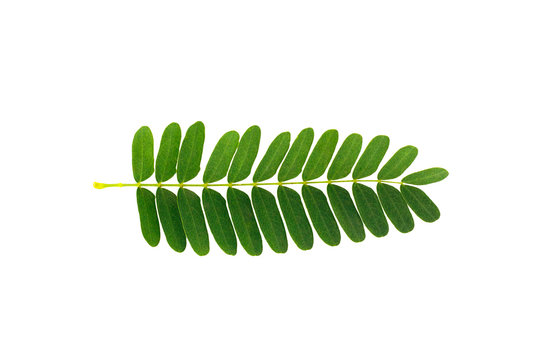 Tamarind leaves isolated on white background
