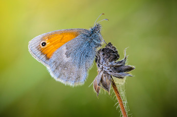 Butterfly sits in the evening on a dry flower