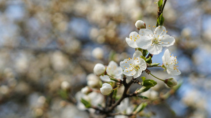 lovely cherry tree flowers, springtime and sunny