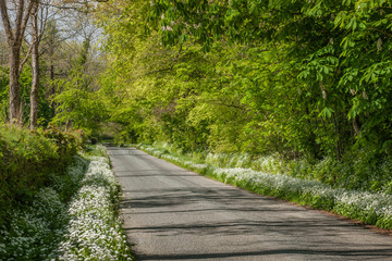 Wild garlic growing on roadside 