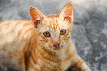 An orange kitten is looking at the camera.
