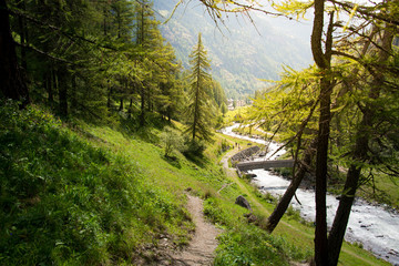 Sentiero nel bosco