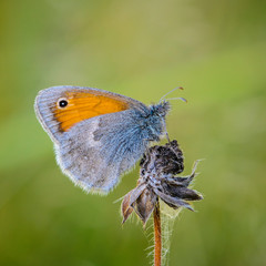 Butterfly sits in the evening on a dry flower