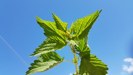 nettle leaves isolated  on the sky blue background