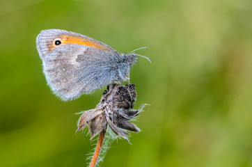 Butterfly sits in the evening on a dry flower