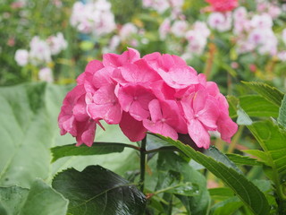 Pink hydrangea blooms. Rose petals of a flower Bud after rain.