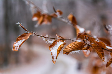 When autumn leaves become snowy.