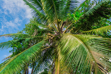Fototapeta premium Beautiful palm tree under blue Caribbean sky. Holiday mood.
